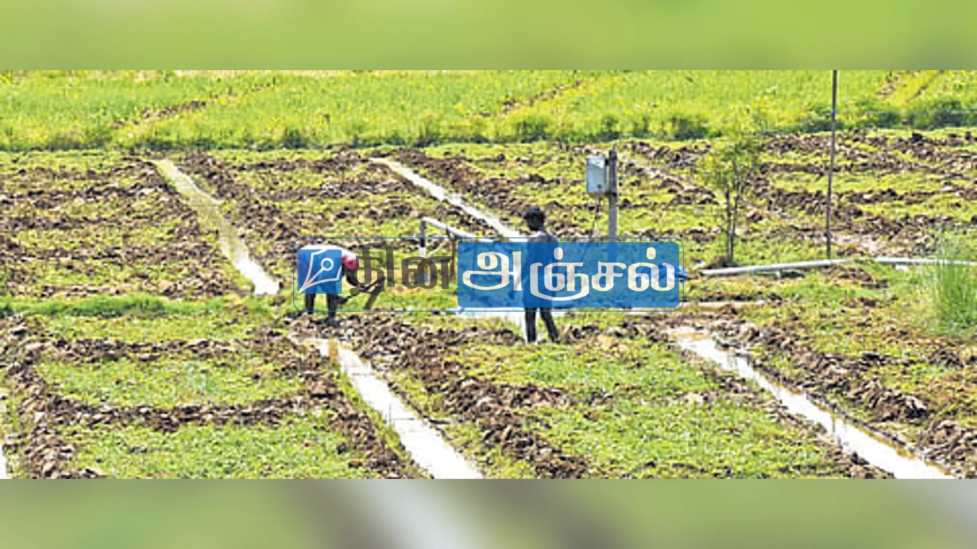 தஞ்சை டெல்டா பகுதிகளில் குறுவை சாகுபடி பாதிப்பு: நிலத்தடி நீர்மட்டம் சரிவு மற்றும் மின்சாரக் குறைப்பால் விவசாயிகள் தவிப்பு